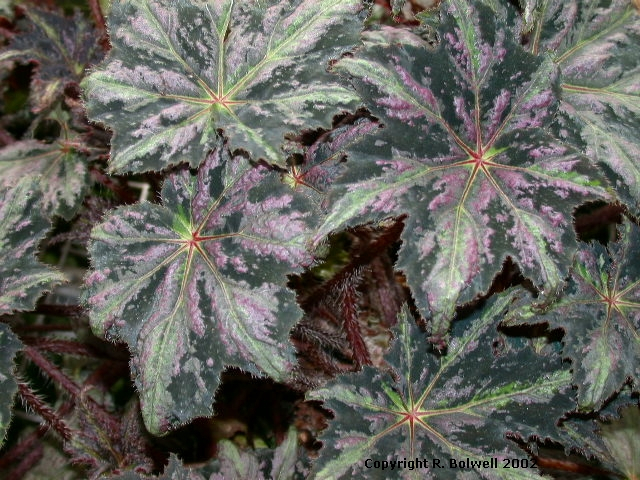 B. ‘Griselda’